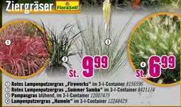 Hornbach Floraself rotes lampenputzgras fireworks Angebot