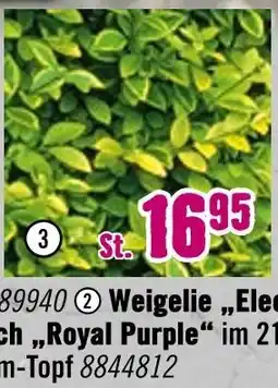 Hornbach Goldliguster „aureum“ Angebot