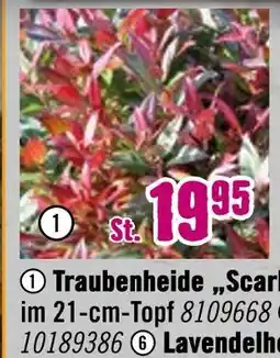Hornbach Traubenheide „scarletta“ Angebot