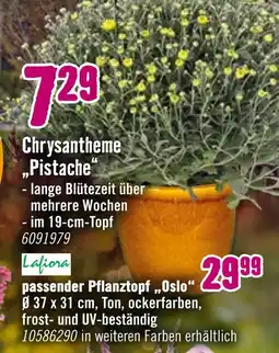 Hornbach Chrysantheme 'pistache' Angebot
