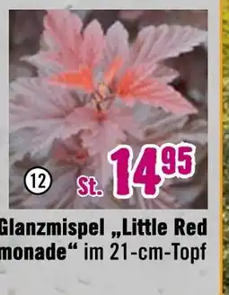 Hornbach Glanzmispel 'little red lemonade' Angebot