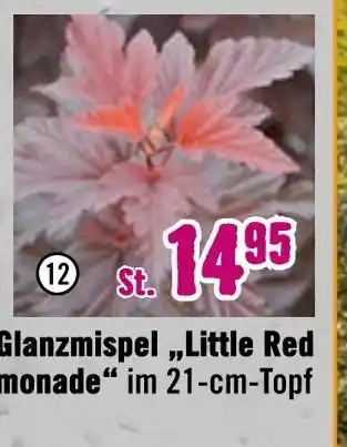 Hornbach Glanzmispel 'little red lemonade' Angebot