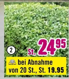 Hornbach Weigelie „electric love“ Angebot