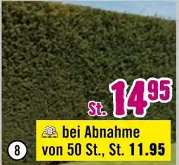 Hornbach Bechereibe „hillii“ Angebot