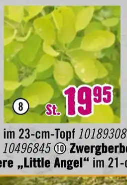 Hornbach Perückenstrauch „golden lady“ Angebot