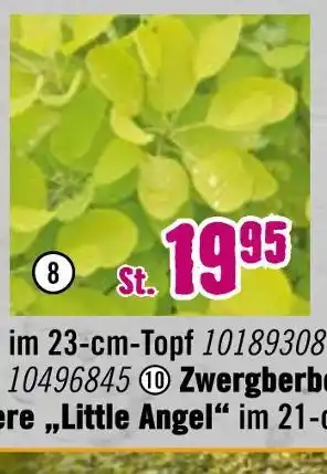 Hornbach Perückenstrauch „golden lady“ Angebot