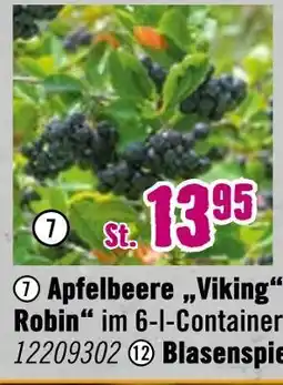 Hornbach Apfelbeere 'viking' oder 'robin' Angebot