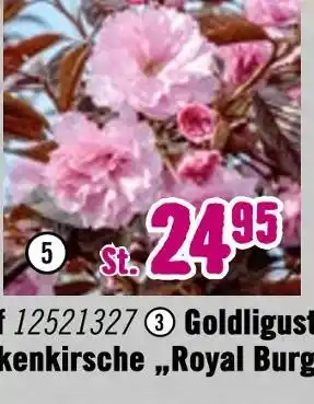 Hornbach Floraself nelkenkirsche „royal burgundy“ Angebot
