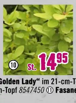Hornbach Zwergberberitze „maria“ Angebot