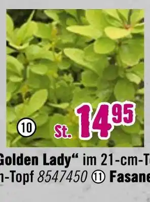 Hornbach Zwergberberitze „maria“ Angebot