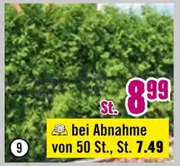 Hornbach Lebensbaum „brabant“ Angebot