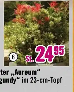Hornbach Floraself lavendelheide „carnaval“ Angebot