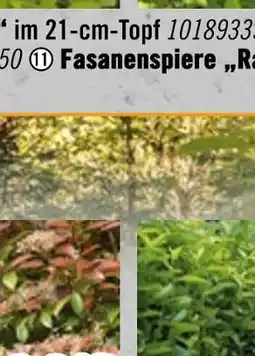 Hornbach Fasanenspiere „raspberry lemonade“ Angebot