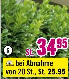 Hornbach Kirschlorbeer „novita“ Angebot