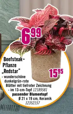 Hornbach Beefsteak-pflanze redstar Angebot