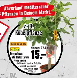 Hornbach Floraself feigenbaum als halbstamm Angebot