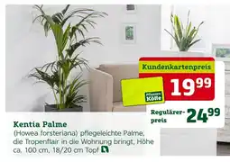 Pflanzen Kölle Pflanzen-kölle kentia palme Angebot