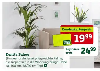 Pflanzen Kölle Pflanzen-kölle kentia palme Angebot