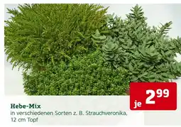 Pflanzen Kölle Pflanzen-kölle hebe-mix Angebot
