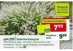 Pflanzen Kölle Kölle's beste! federborstengras Angebot
