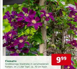Pflanzen Kölle Pflanzen-kölle clematis Angebot