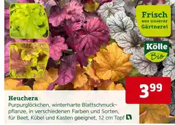 Pflanzen Kölle Kölle heuchera Angebot