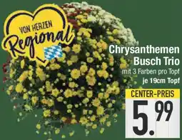 E-Center Chrysanthemen Busch Trio Angebot