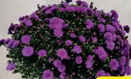 Hagebau Kissen-Aster Angebot