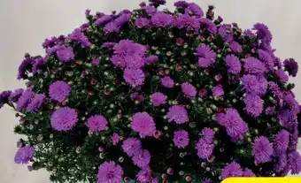 Hagebau Kissen-Aster Angebot