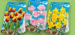 Kaufland Countryside Blumenzwiebeln Angebot