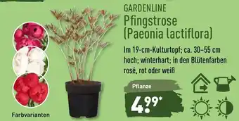 Aldi Nord Gardenline Pfingstrose (Paeonia lactiflora) Angebot