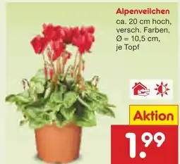 Netto Marken-Discount Alpenveilchen Angebot