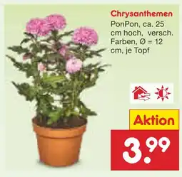 Netto Marken-Discount Chrysanthemen ponpon Angebot