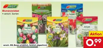 Netto Marken-Discount Blumenzwiebel Angebot