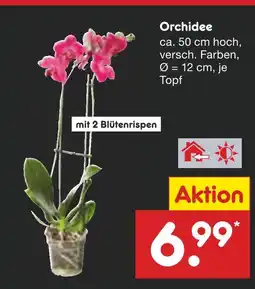 Netto Marken-Discount Orchidee Angebot