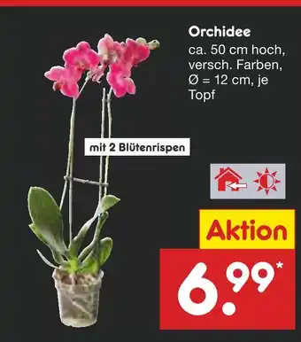 Netto Marken-Discount Orchidee Angebot