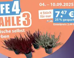 V Markt Erica pflanzen Angebot