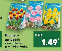 Kaufland Tulpen blumenzwiebeln Angebot