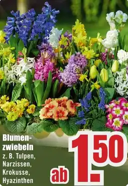 B1 Discount Baumarkt Blumenzwiebeln Angebot
