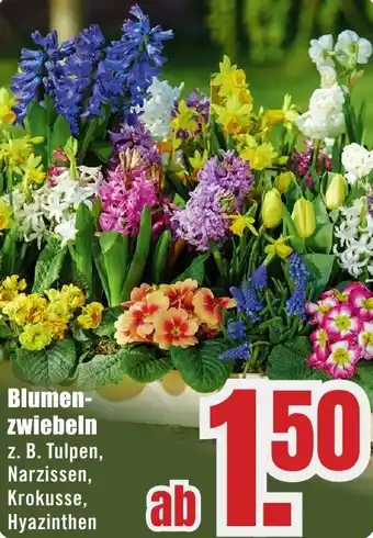 B1 Discount Baumarkt Blumenzwiebeln Angebot