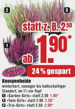B1 Discount Baumarkt Garden Girls Knospenheide Angebot