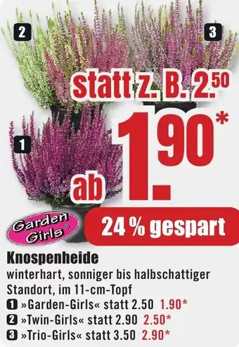 B1 Discount Baumarkt Garden Girls Knospenheide Angebot