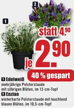 B1 Discount Baumarkt Edelweiß Angebot