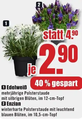 B1 Discount Baumarkt Edelweiß Angebot