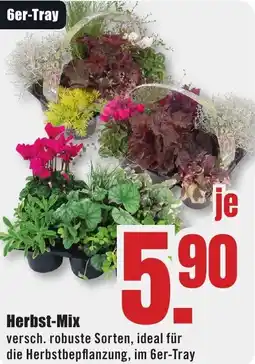 B1 Discount Baumarkt Herbst-Mix Angebot