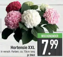 E-Center Hortensie XXL Angebot