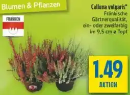 diska Calluna vulgaris Angebot