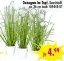 Möbel Boss Dekogras im Topf Angebot
