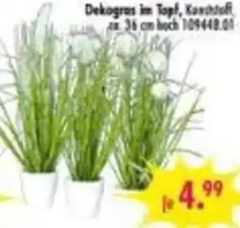 Möbel Boss Dekogras im Topf Angebot