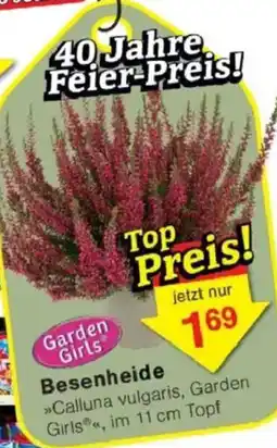 Jawoll Besenheide Angebot